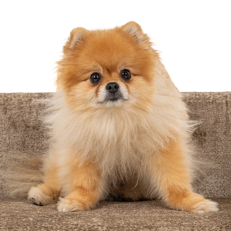 Hundebett Bingo Taupe Chenille – kuscheliger Rückzugsort für Hunde